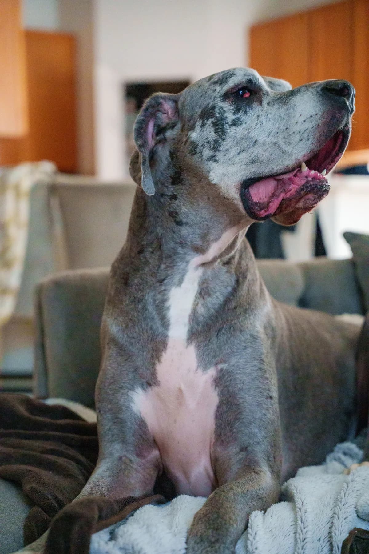 Baloo โ Sunday lounge. Large breed dog portrait by Gentle Giants Portraits, Denver Colorado.