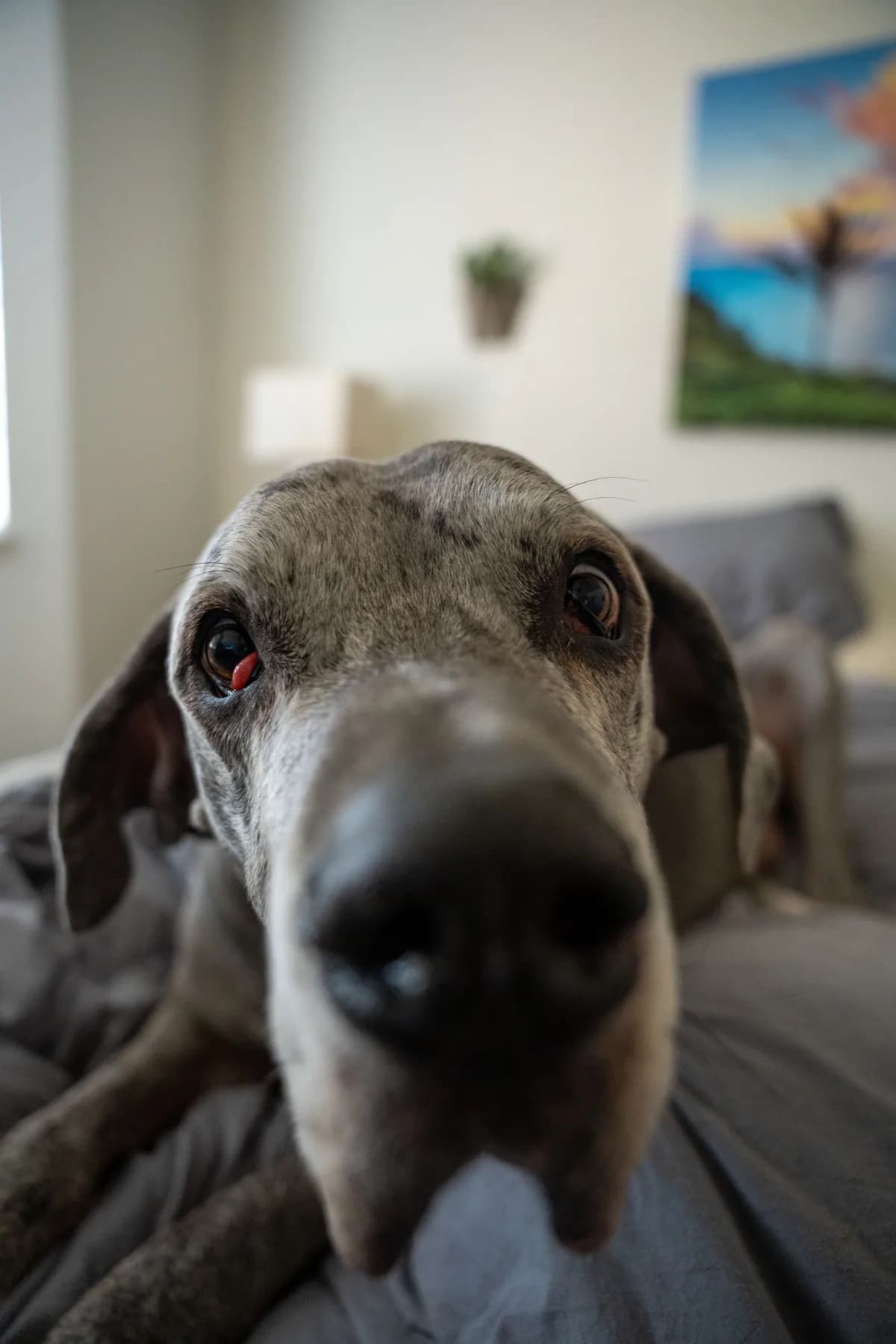 Baloo โ Lazy mornings. Large breed dog portrait by Gentle Giants Portraits, Denver Colorado.