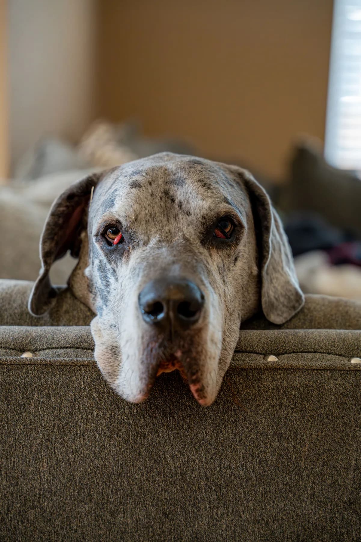 Baloo โ Couch dweller. Large breed dog portrait by Gentle Giants Portraits, Denver Colorado.