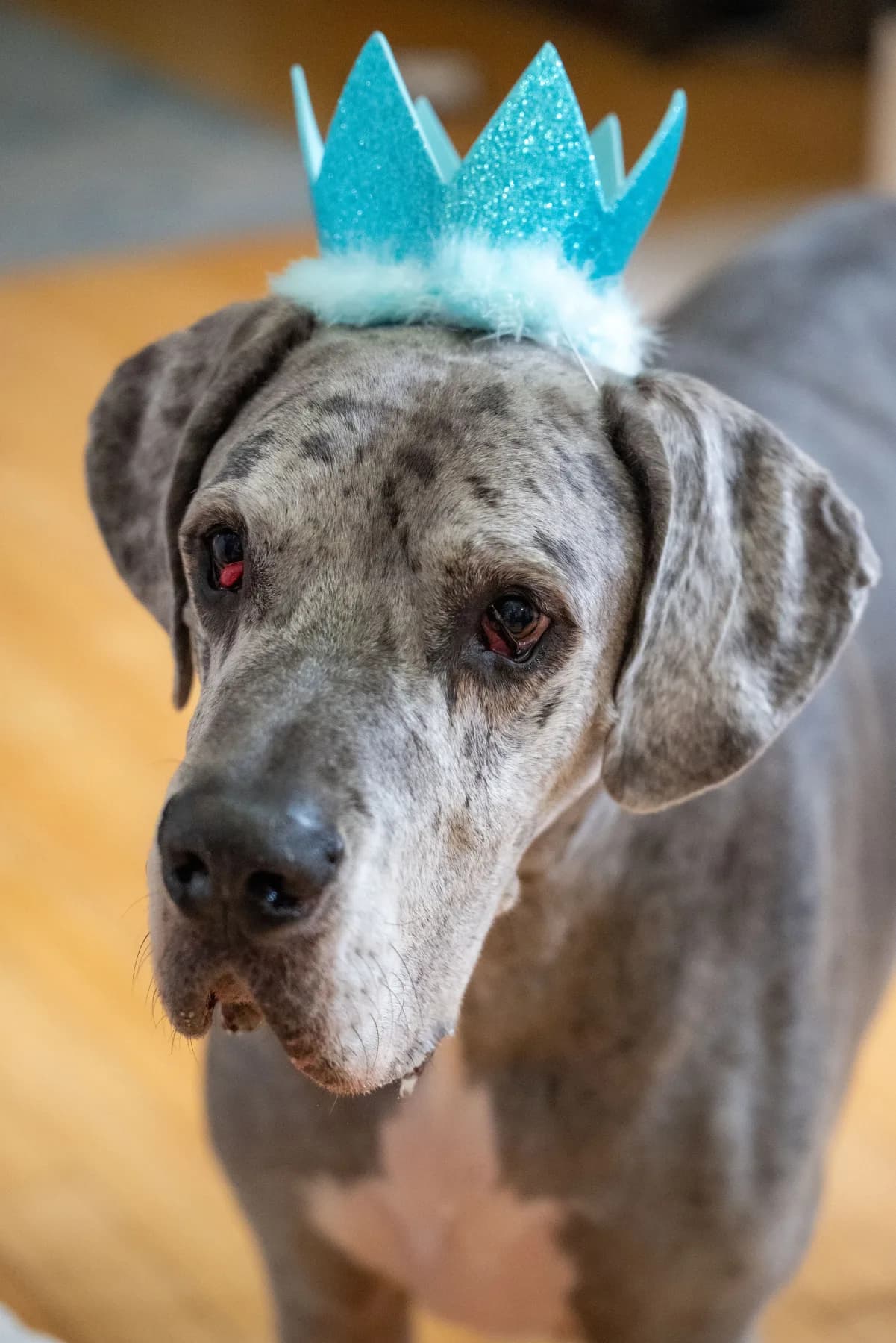 Baloo wearing a crown of fall leaves
