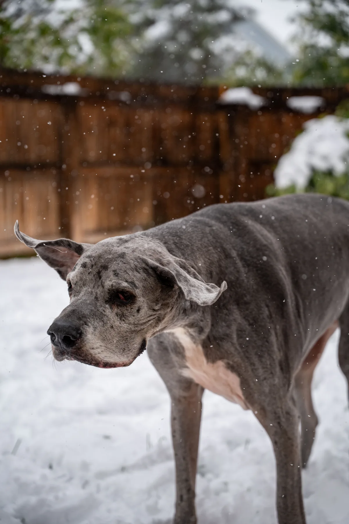 Baloo โ First snow. Large breed dog portrait by Gentle Giants Portraits, Denver Colorado.