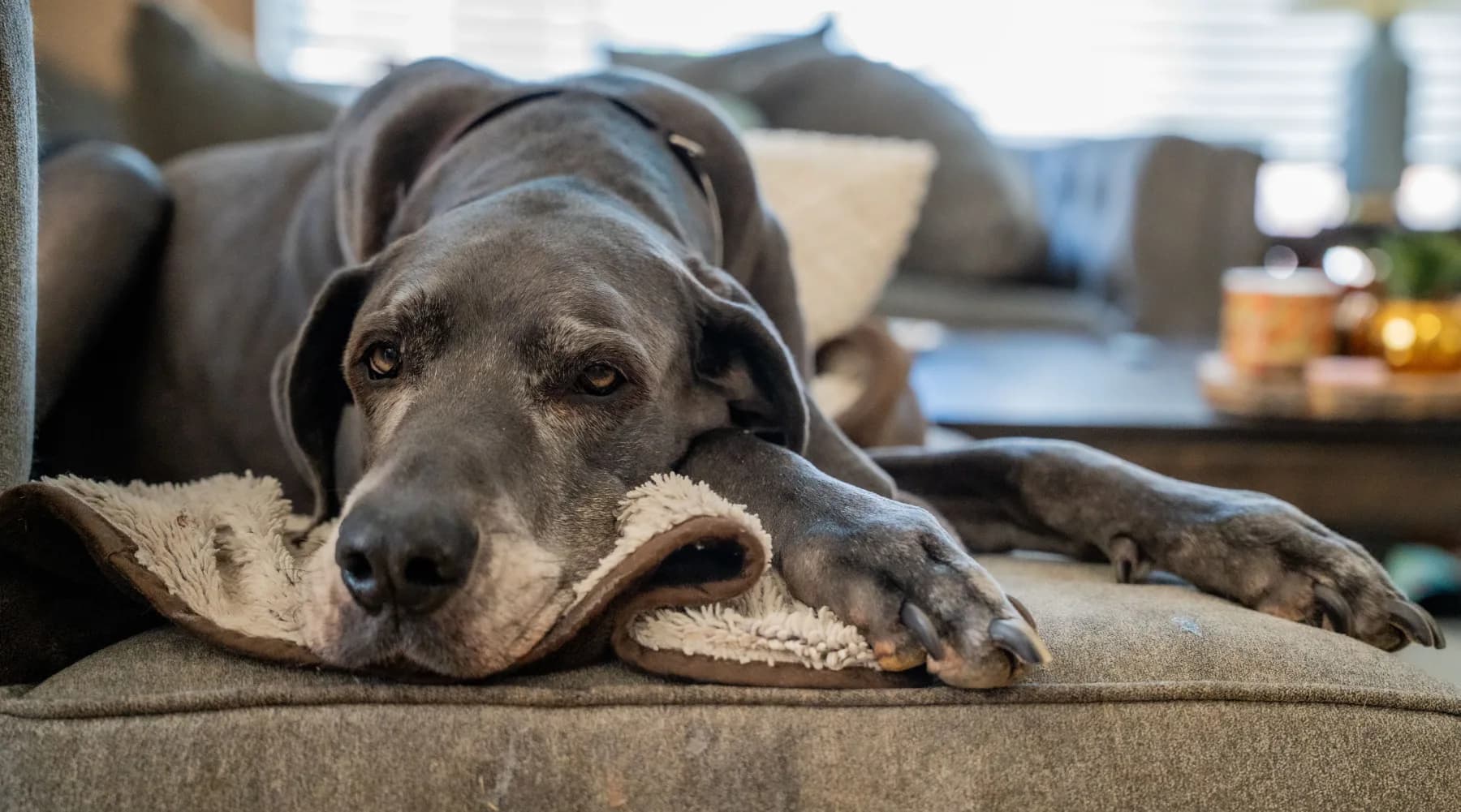 Ella โ Stretched out. Large breed dog portrait by Gentle Giants Portraits, Denver Colorado.